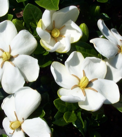 Gardenia Kleim's Hardy